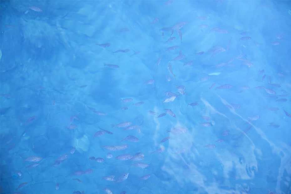 浜詰漁港の青く透明な海面