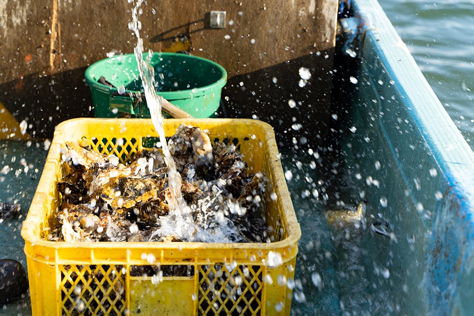 久美浜湾の牡蠣養殖作業