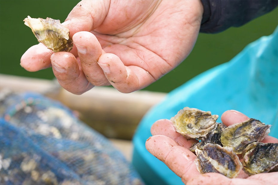 ”牡蠣の大きさ・形を揃えやすく生産量の計画が立てやすい「シングルシード養殖」