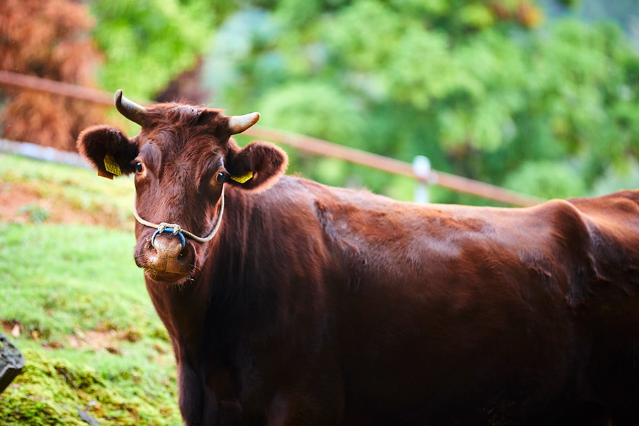 毛並みの美しい日本短角種の牝牛