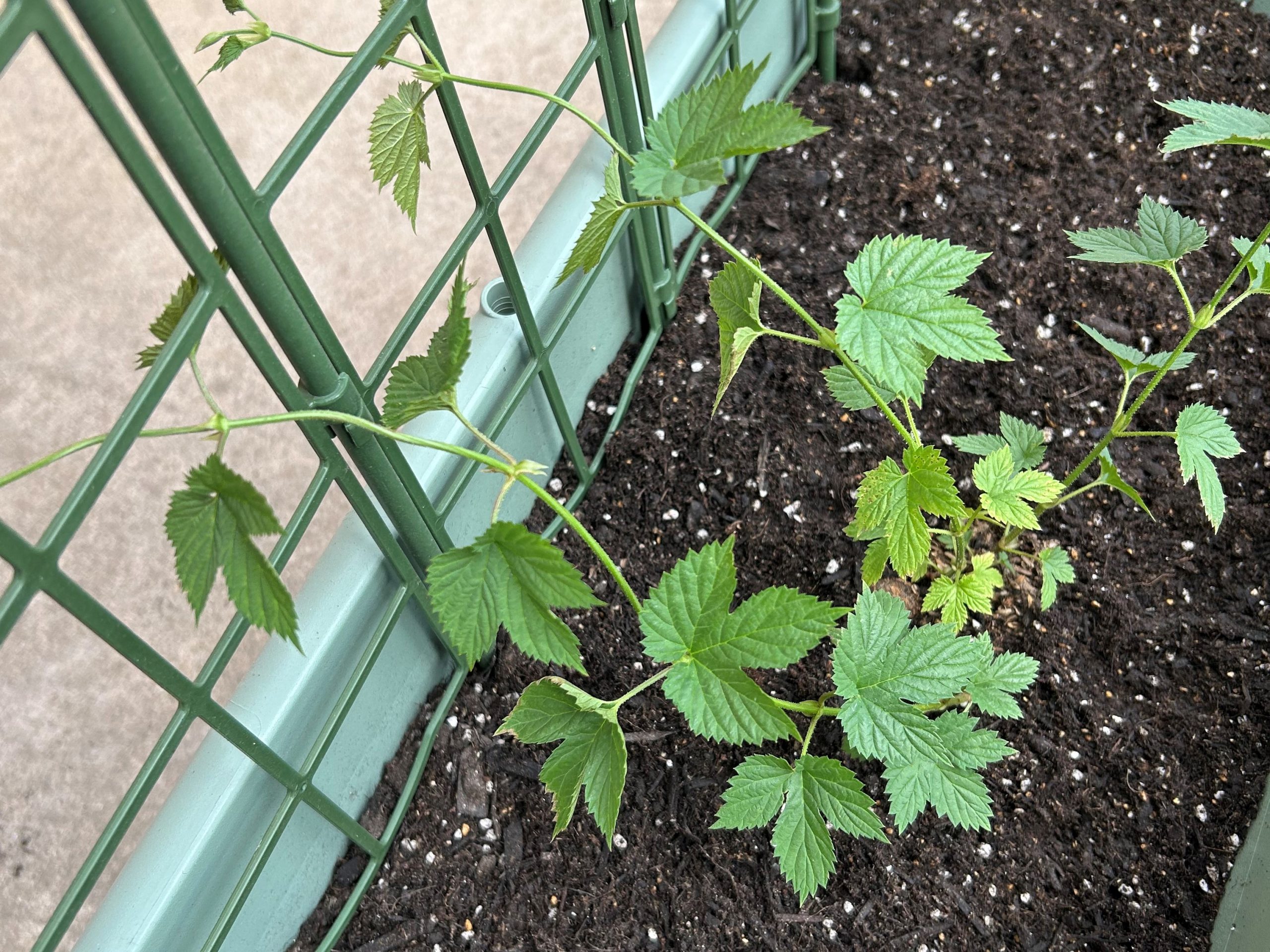 植え付けたばかりのホップ苗