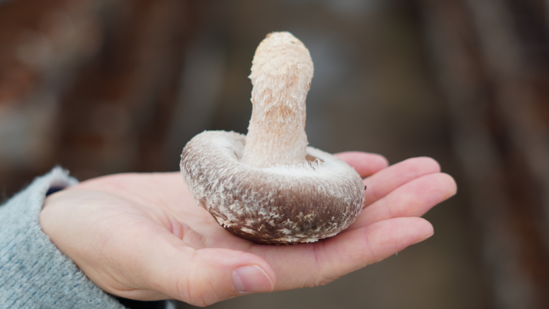 手の平に載せたしいたけ