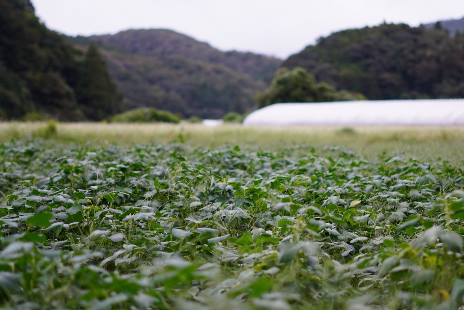 「薦池大納言」の産地　菰池地区