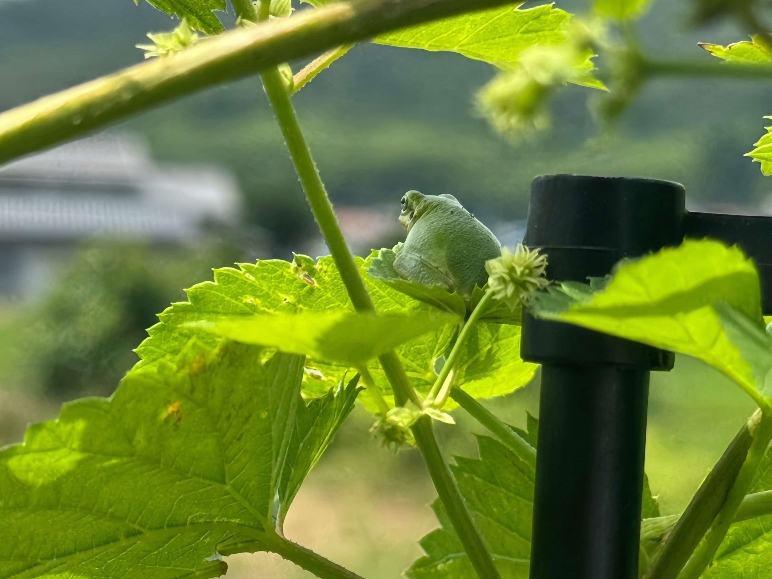 カエルにも見守られ成長中