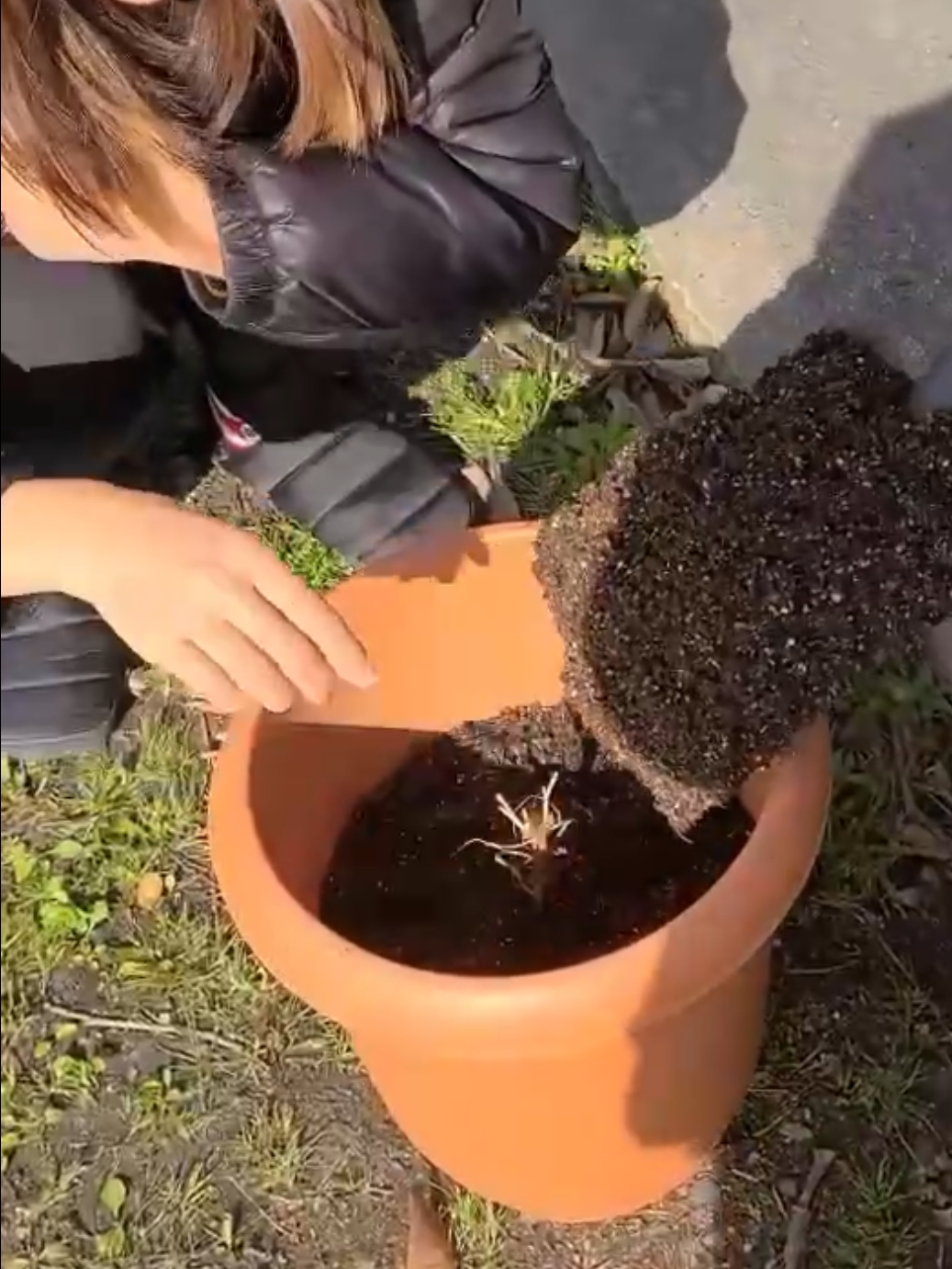 植え付けのとき