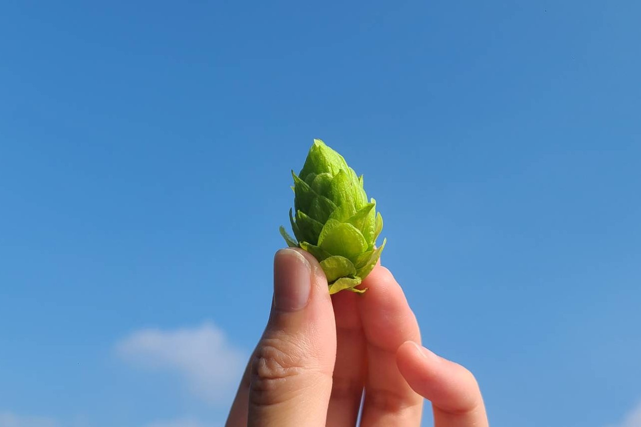 収穫直後のホップ