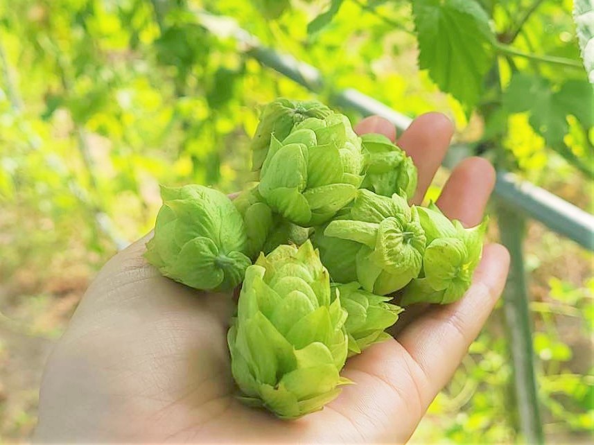 収穫されたホップ