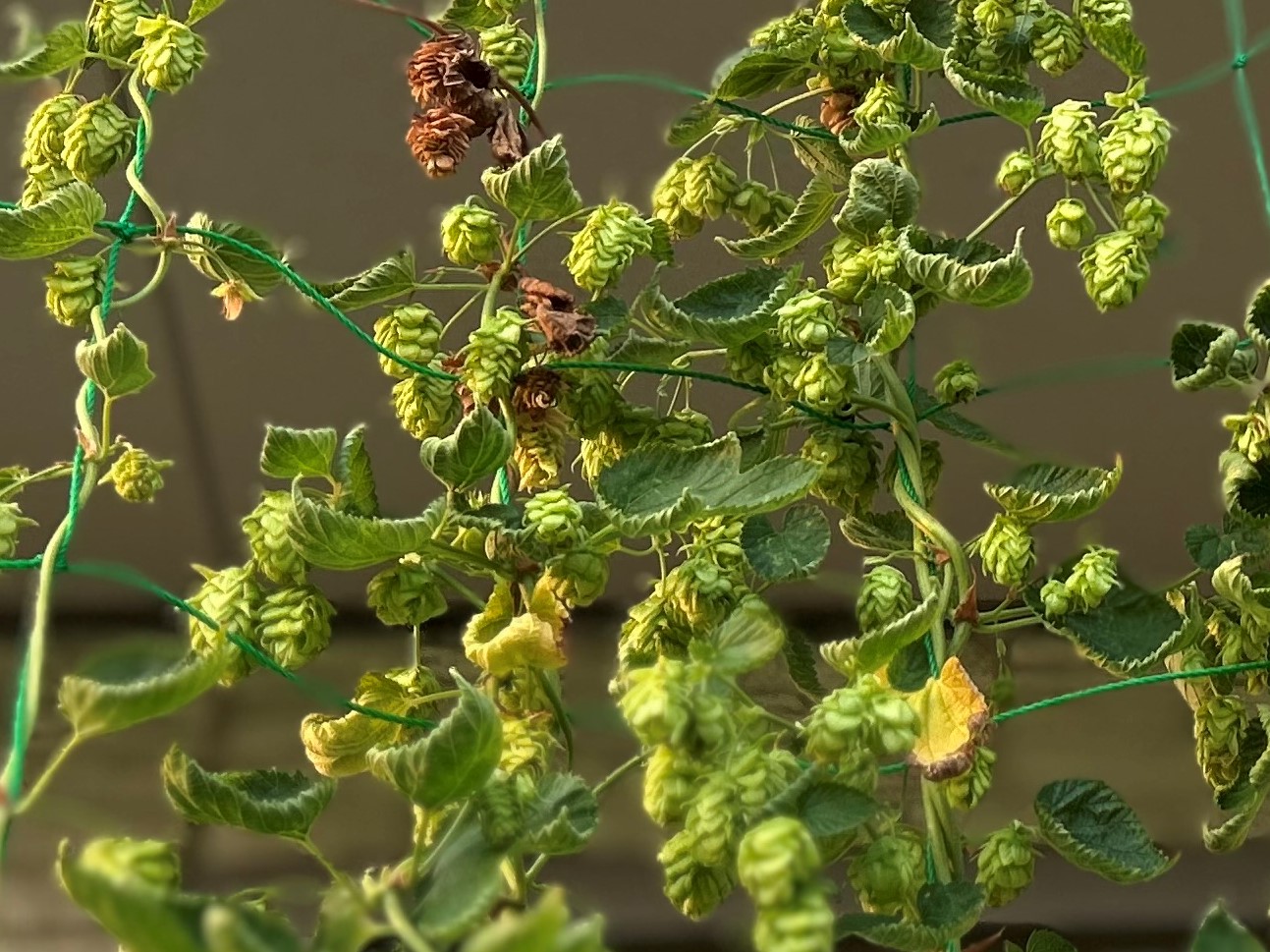 チリチリになってしまったホップ