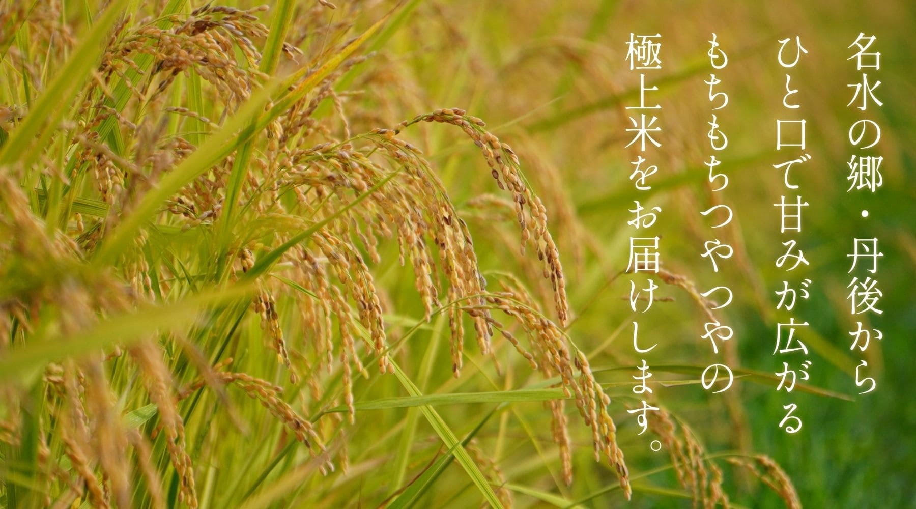 名水の郷・丹後から美味しいお米をお届け致します。