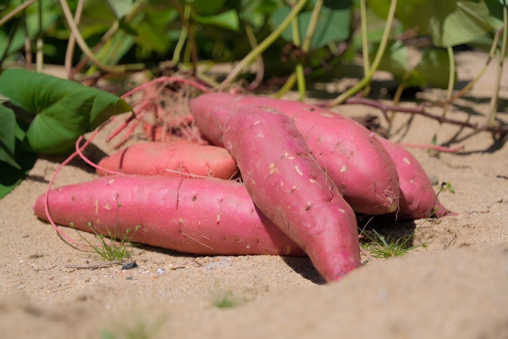 紅まいこ 砂丘育ちのさつまいも 山野農園