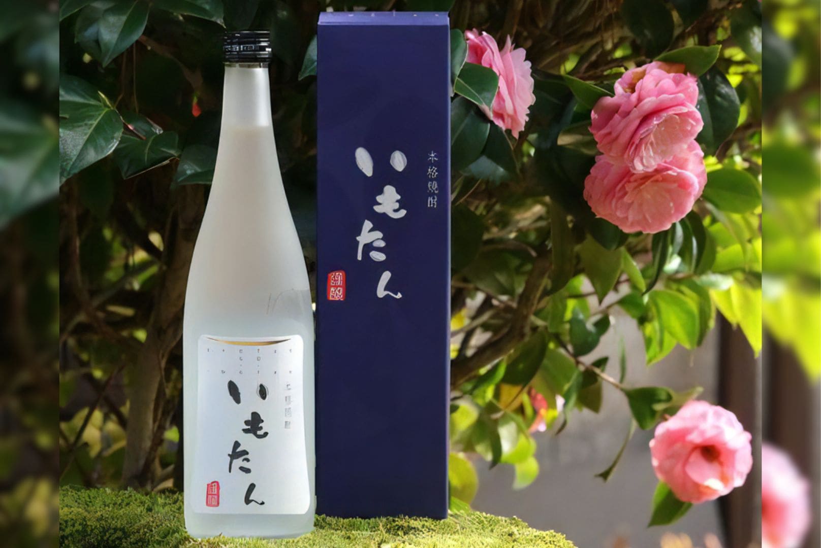 芋焼酎 いもたん 丹後蔵