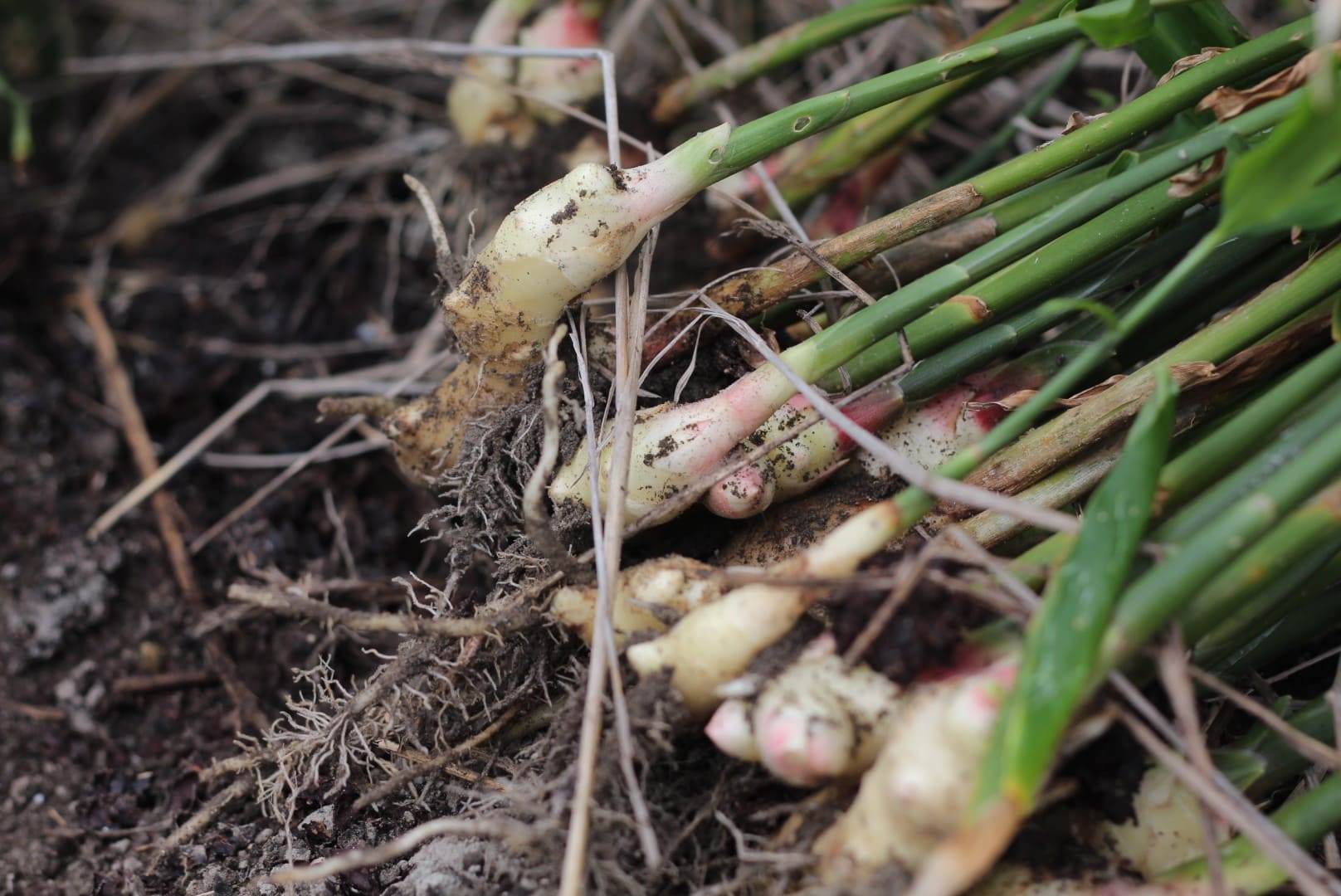 PUFFED RICE CRUNCH CHOCOLATE 宮津しょうが KANABO