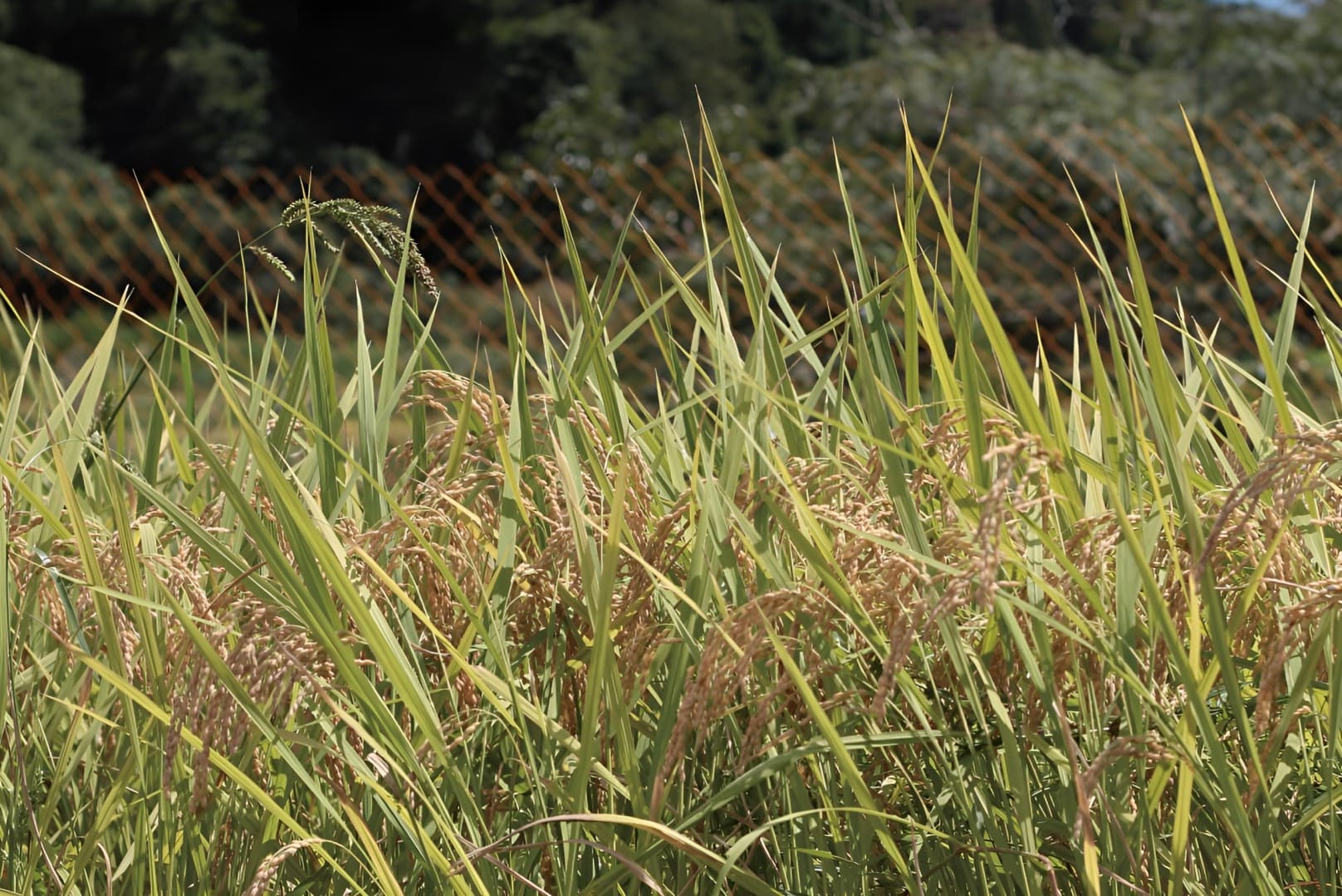 PUFFED RICE CRUNCH CHOCOLATE プレーン KANABO