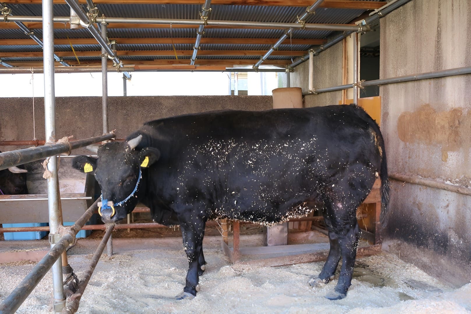 ビール粕を食べる琥珀和牛 京の肉