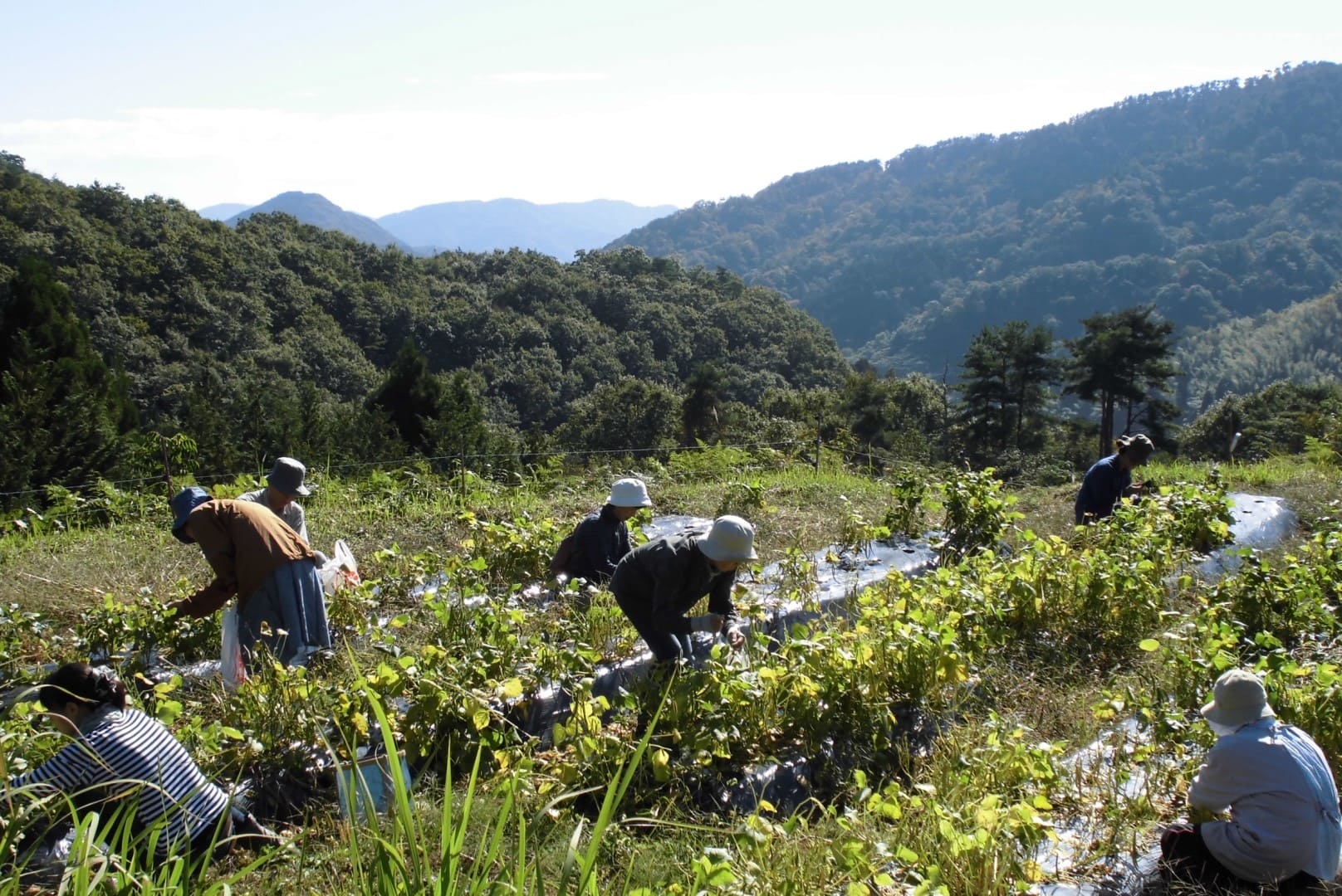 薦池大納言を育てる薦池地区の小豆畑