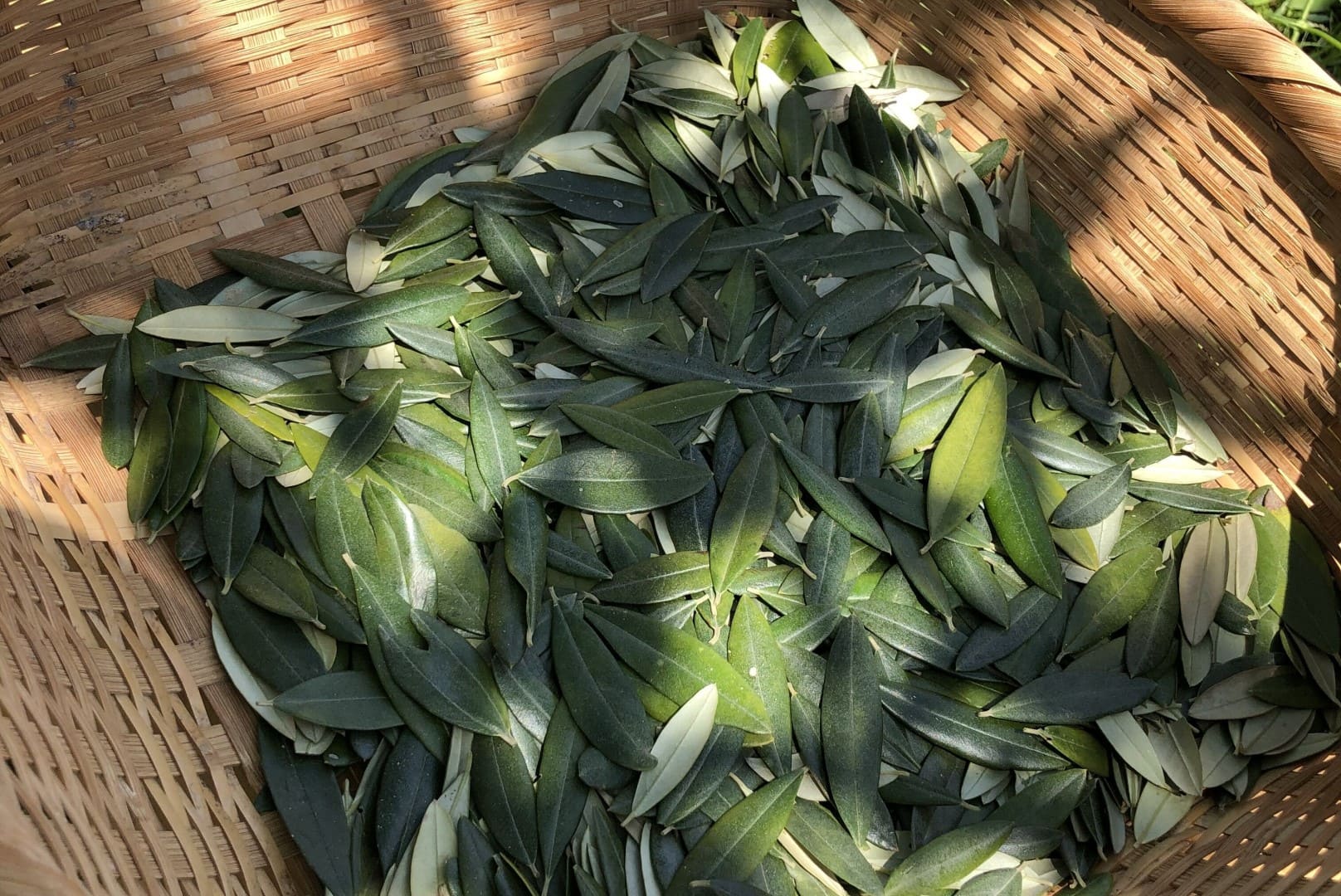 MAEDA OLIVE FARMのオリーブリーフ 丹後の生産者