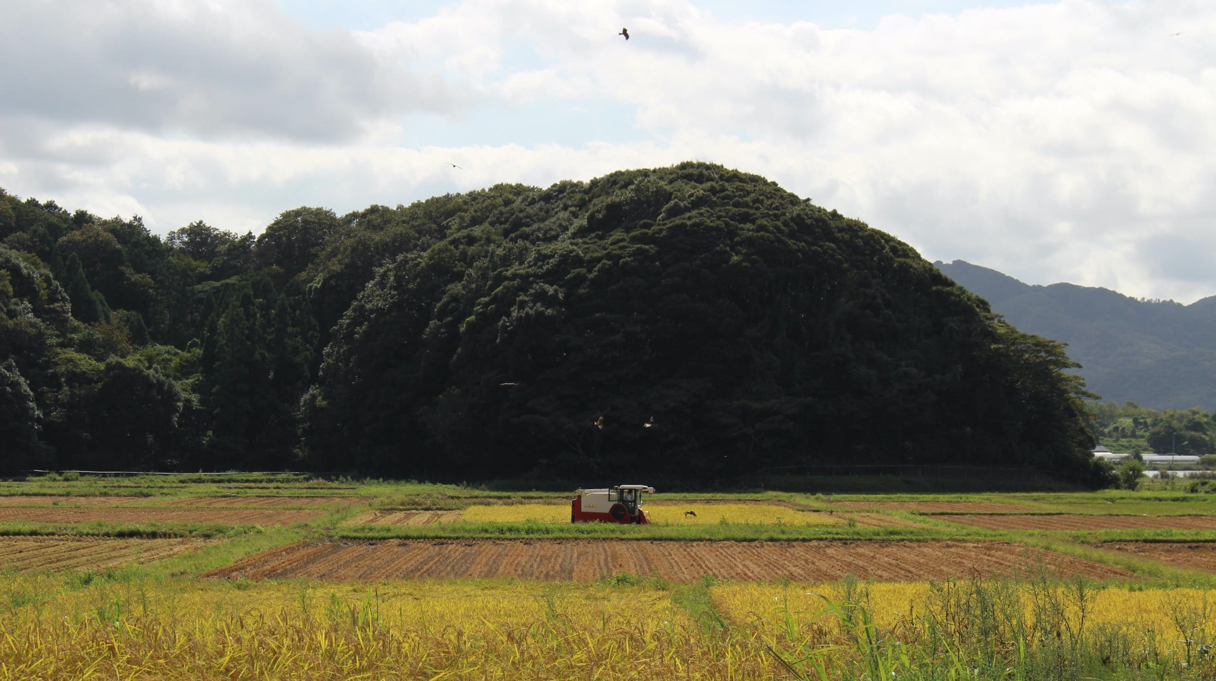 米農家城下さんの稲刈り作業