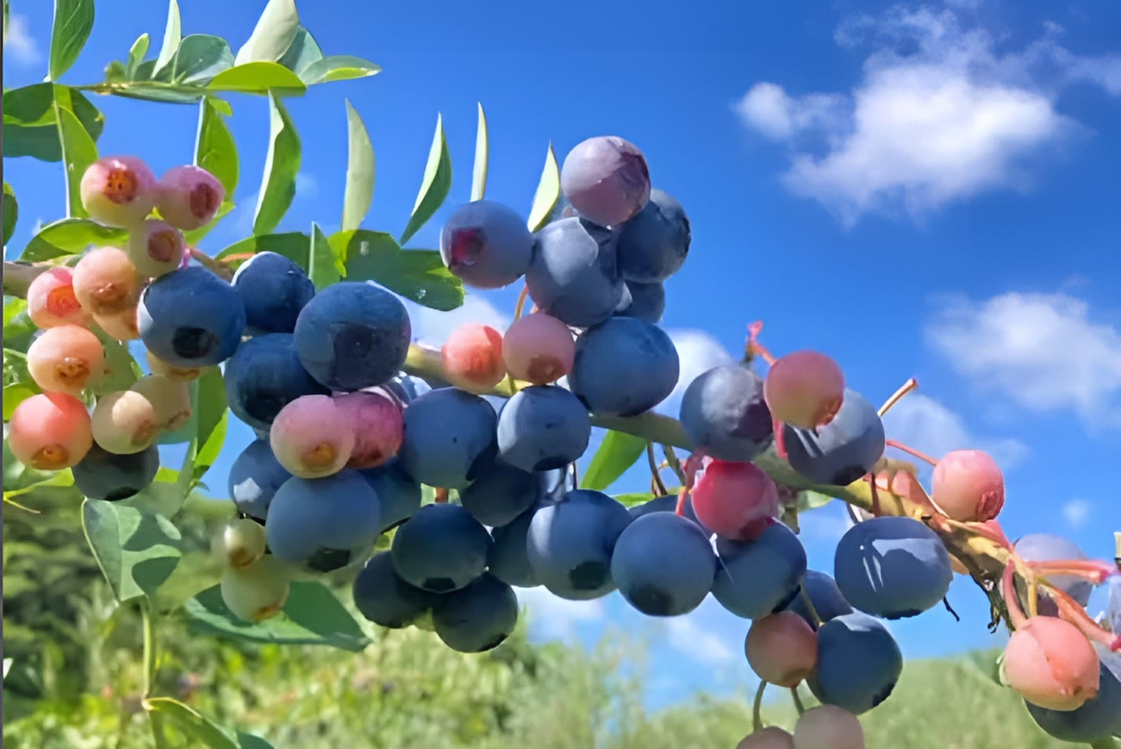 ファームガーデン空詩土のブルーベリー