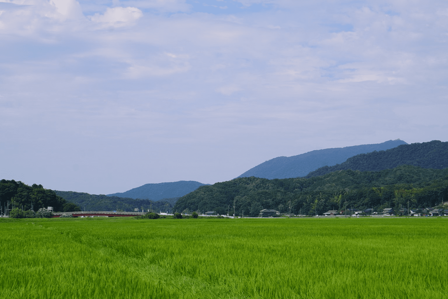 丹後の田んぼ