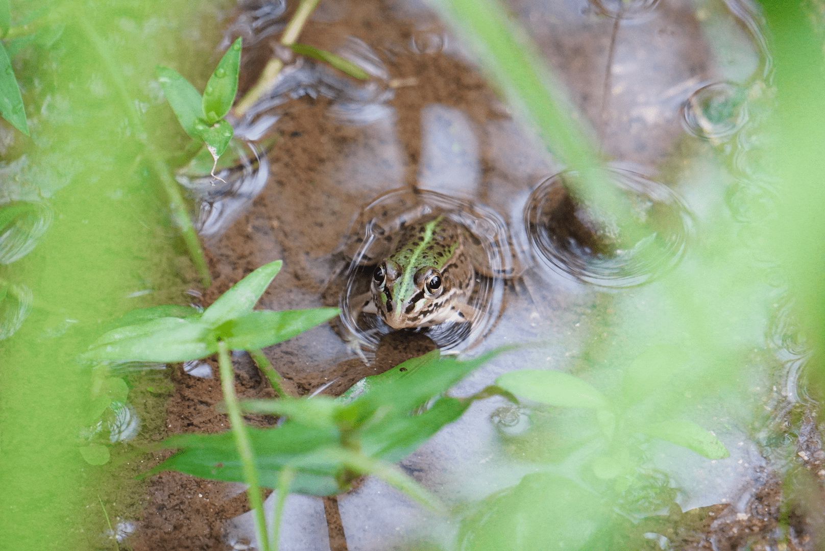 丹後の田んぼ