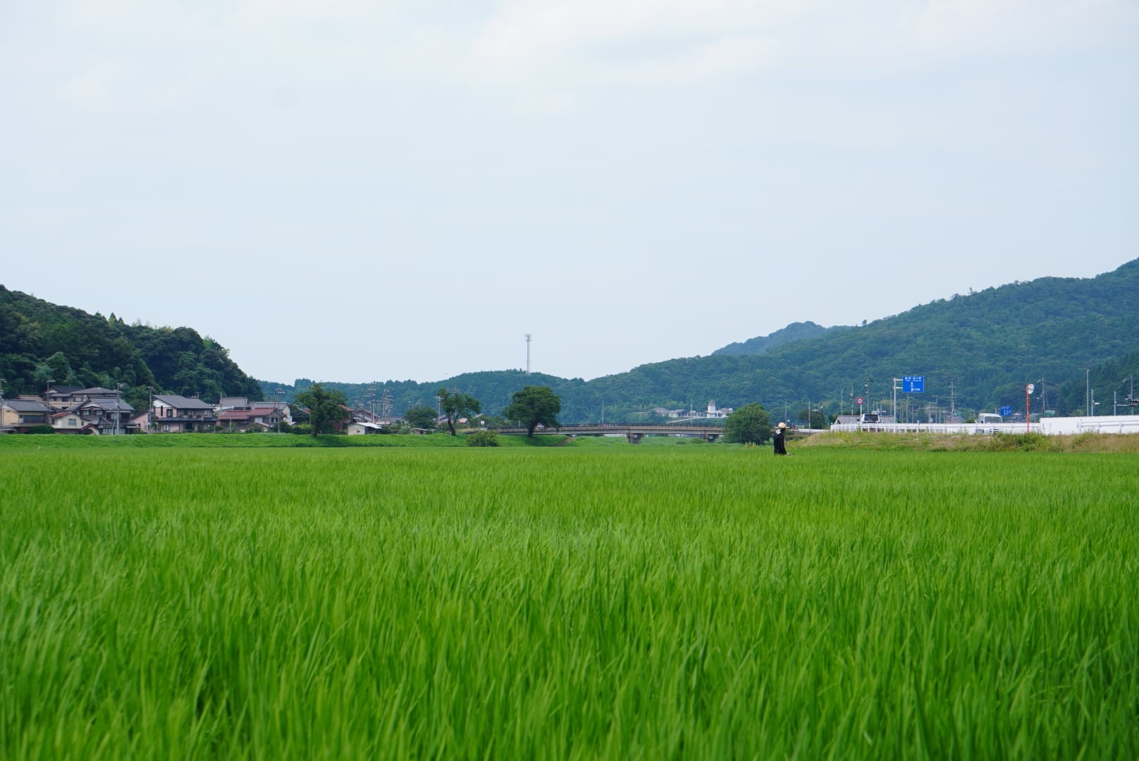 上羽農園さんの田んぼ　京丹後