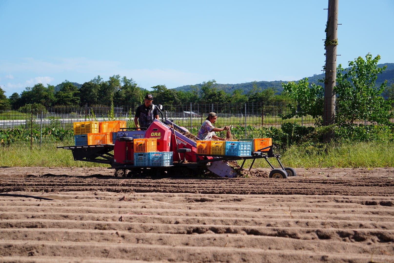 山野農園のさつまいも畑